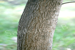 Barringtonia acutangula